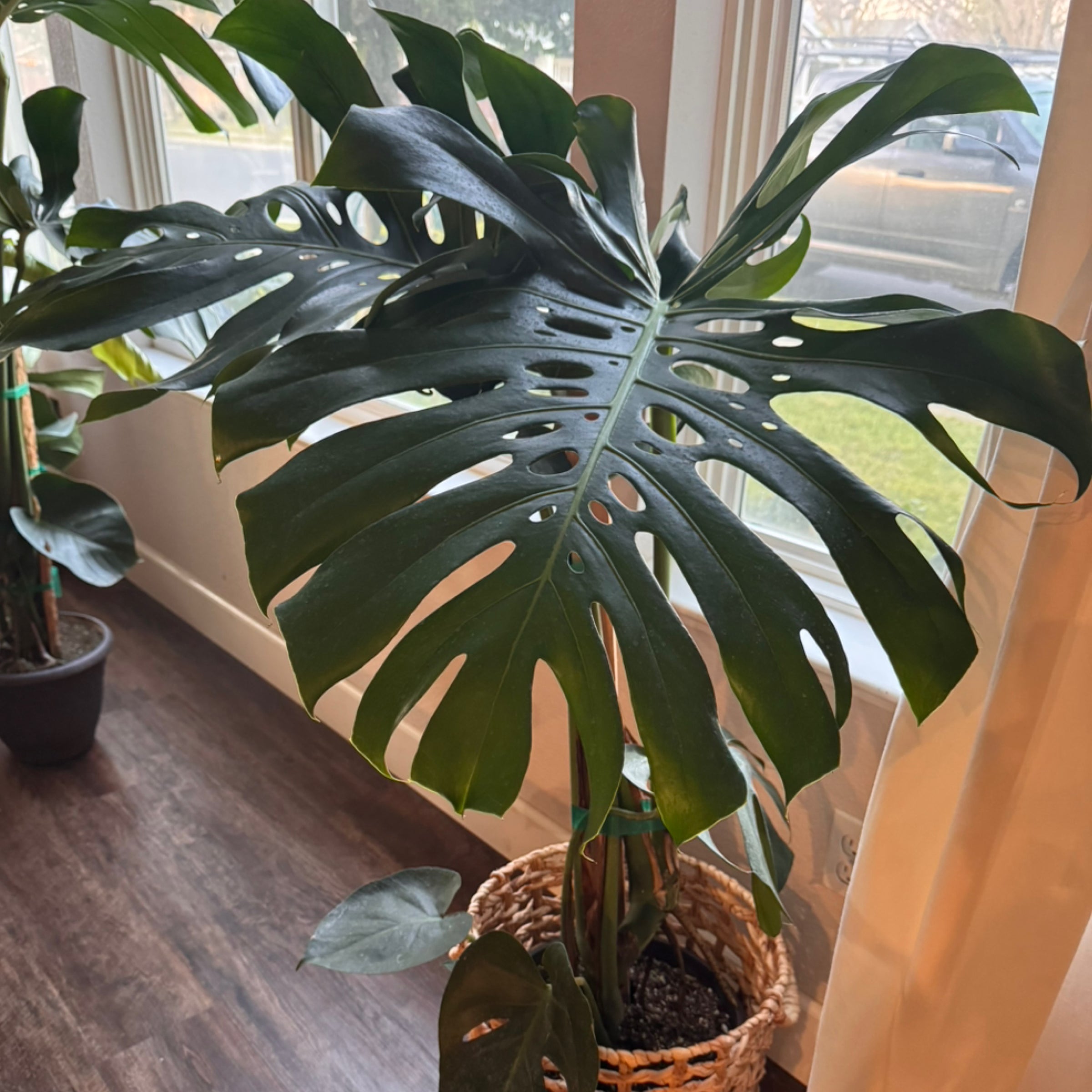 8 Monstera Deliciosa